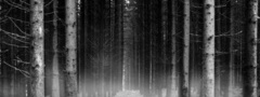 деревья, лес, туман, чёрно-белый
