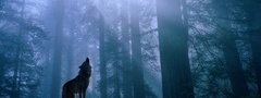 животные, волк