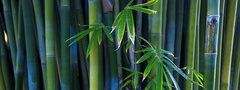 бамбук, зеленое, лес
