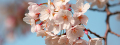 цветение, Япония, сакура, лепестки, весна