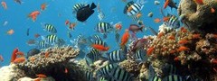 рыбки, под водой