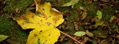 макро, листья, лист, осень