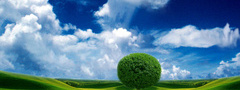 дерево, небо, природа, поле, облака