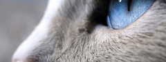 Кот,кошка,глаз,синий