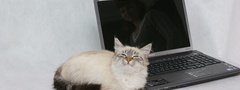 кошка, с ноутбуком 10