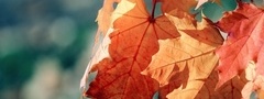 Природа , листья, осень
