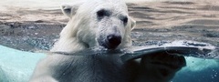 Белый медведь, в воде, мокрый