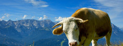 животные, коровы, быки, горы, трава, фото, обои с животными, небо, цветы
