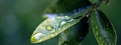 листок, капли, дождь, макросъемка