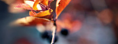 ветка, листья, желтые, осень, макросъемка