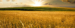 пейзажи, фото, природа, поле, солнце, холмы, долина, колосья, пшеница