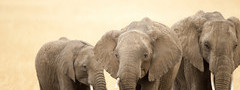 слон, сафари, африка