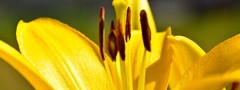 лилия, цветы , лепесточки, жёлтый