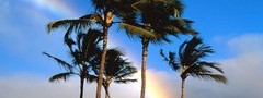 Гавайи, радуга, пальмы, небо