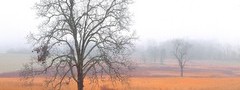 теннесси, америка, утро, туман, дерево