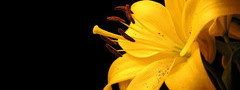 лилия, цветок, пыльца, тычинки
