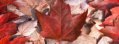 канада, флаг, листья, осень, лист, клен, клён