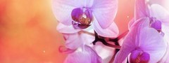 орхидея, розовый