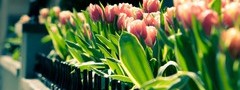 тюльпаны, цветы