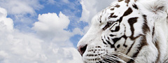 тигр, белый, облака