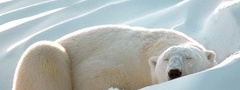 белый медведь, снег, спит