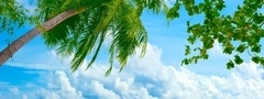 синее, небо, море, пальма