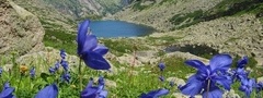 цветы, горы, озеро