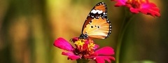 бабочка, цветок, цвет