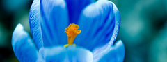 крокус, цветок, синий, голубой, макро