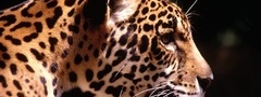 Леопард, Черное