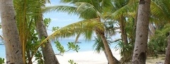пальмы, стволы, море, тропики