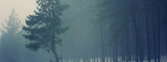 сосна, елка, туман, снег, зима, темнеет, лес, сосновый лес