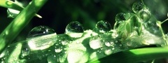 зеленый, лист, вода, капли