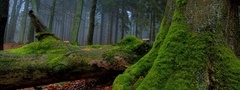 мох, деревья, туман, лес