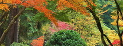 осень, листья, цвет