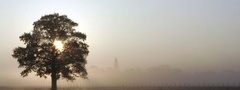 туман, дерево, рассвет