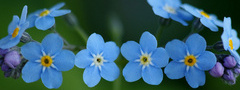 обои незабудки, цветы, голубые, синие, макро, растения, природа