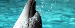 Бассейн, дельфин