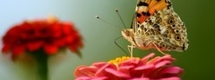 бабочка, цветы, хоботок, крылья