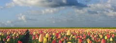 поле, тюльпаны, весна