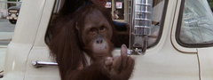 обезьяна, авто, палец, :)