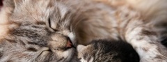 Кот, кошка, спит