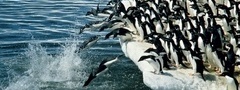 пингвин, пингвины, вода, лед, снег, белый, животные