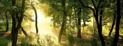 Foliage, green, forest, woods, lights, rays, sunny, sun