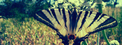 бабочки, цветы, лето