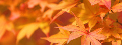 Клен, листья, осень