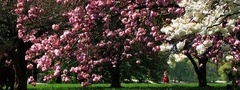 весна, цветы, весенее настроение, деревья