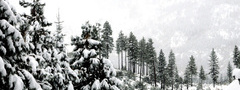 зима, снег, елки, дорога