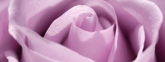 цветы, фиолетовый, роза