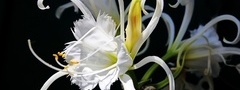 просто, красивый, цветок, белый